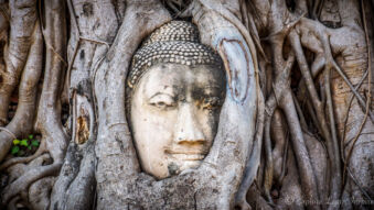 Buddha Head in Roots