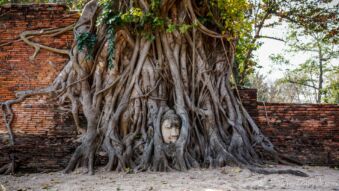 Buddha Head in Banyan Tree Roots